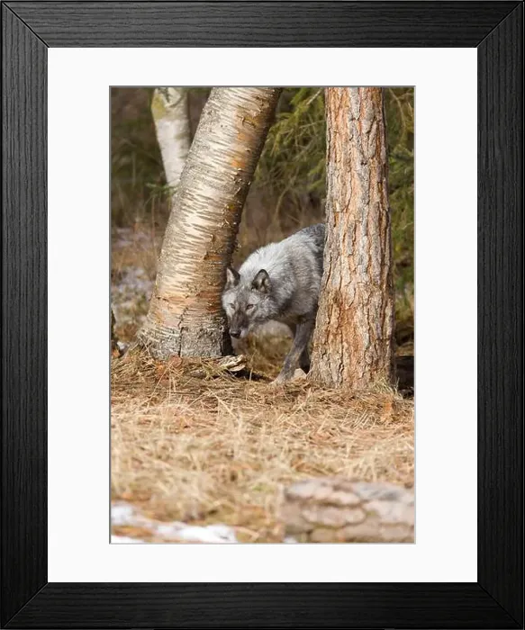 Framed Print : Grey wolf Canis lupus, adult walking between trees at forest edge, Montana, USA, March Framed Print : Grey wolf Canis lupus, adult walking between trees at forest edge, Montana, USA, March