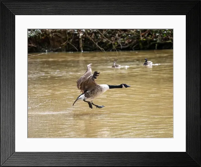 Framed Print : A Canada Goose Landing on a Lake Framed Print : A Canada Goose Landing on a Lake