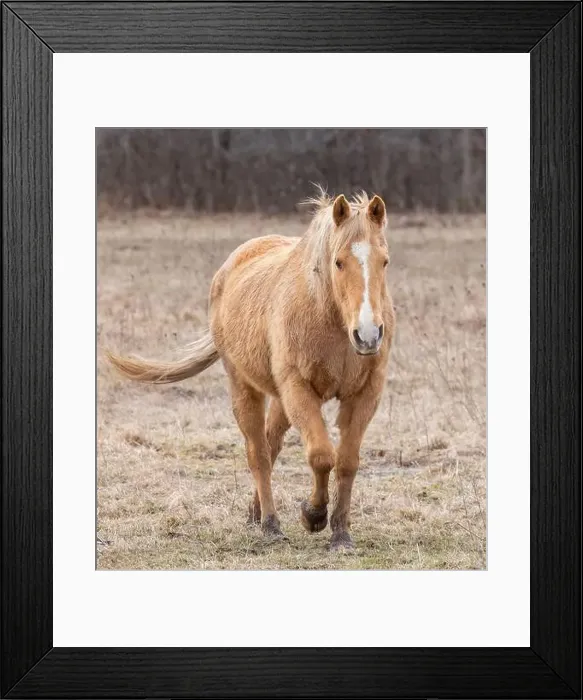 Framed Print : Light brown horse walking in a meadow on Wolfe Island, Ontario, Canada Framed Print : Light brown horse walking in a meadow on Wolfe Island, Ontario, Canada