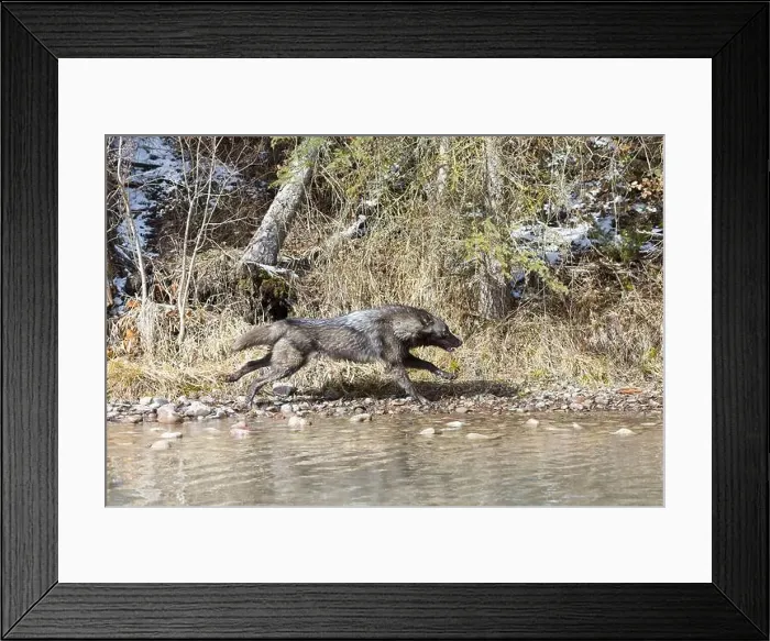 Framed Print : Grey wolf Canis lupus, adult running at river edge, Montana, USA, March Framed Print : Grey wolf Canis lupus, adult running at river edge, Montana, USA, March