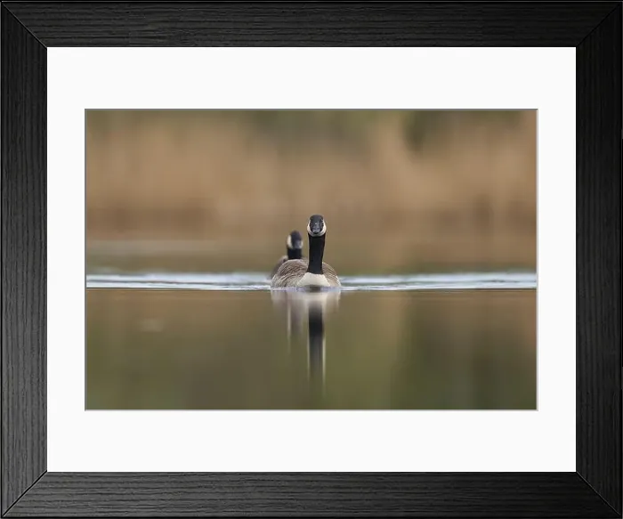 Framed Print : Canada Goose (Branta canadensis) swimming on a lake on the Somerset Levels in Somerset, United Kingdom Framed Print : Canada Goose (Branta canadensis) swimming on a lake on the Somerset Levels in Somerset, United Kingdom