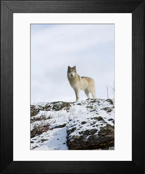 Framed Print : Grey wolf Canis lupus, adult standing on snow covered ridge, Montana, USA, March Framed Print : Grey wolf Canis lupus, adult standing on snow covered ridge, Montana, USA, March