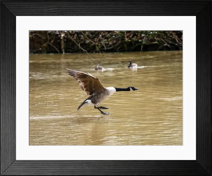 Framed Print : A Canada Goose Landing on a Lake Framed Print : A Canada Goose Landing on a Lake
