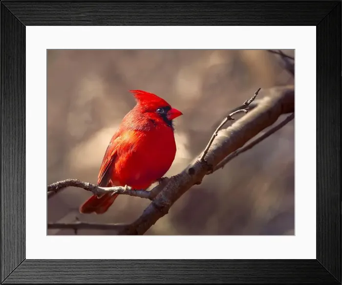 Framed Print : Bright Red Northern Cardinal perched on the tree branch Framed Print : Bright Red Northern Cardinal perched on the tree branch