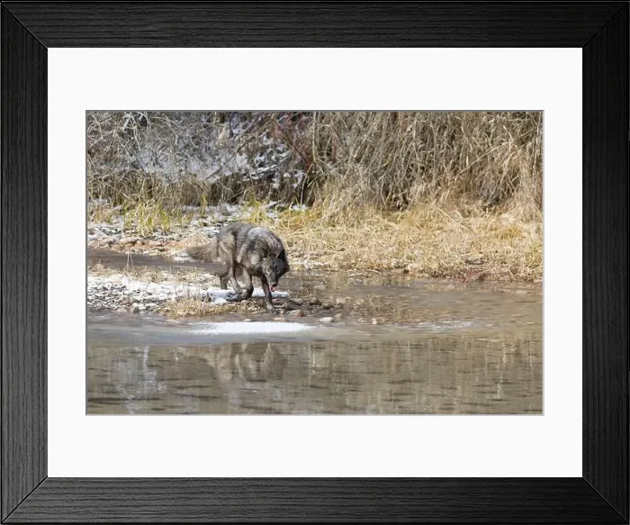 Framed Print : Grey wolf Canis lupus, adult walking at river edge, Montana, USA, March Framed Print : Grey wolf Canis lupus, adult walking at river edge, Montana, USA, March