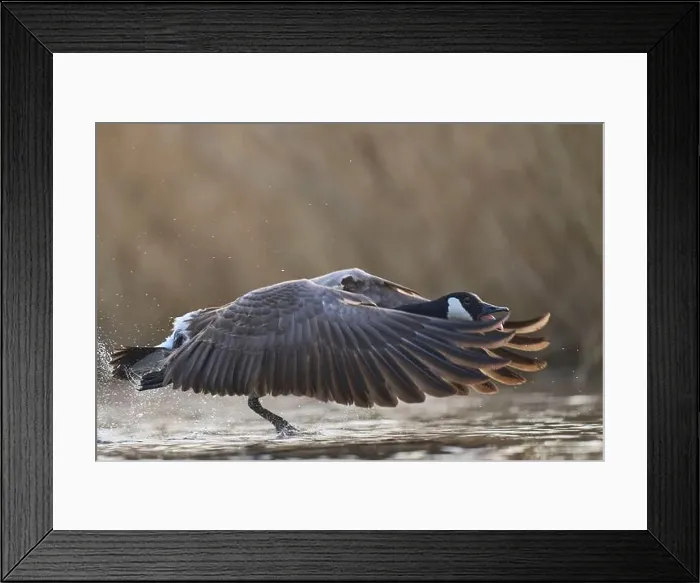 Framed Print : Canada Goose (Branta canadensis) taking off from a lake on the Somerset Levels in Somerset, United Kingdom Framed Print : Canada Goose (Branta canadensis) taking off from a lake on the Somerset Levels in Somerset, United Kingdom