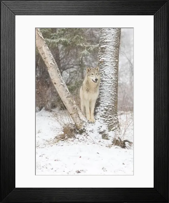 Framed Print : Grey wolf Canis lupus, adult standing between trunks at snow covered forest edge, Montana, USA, March Framed Print : Grey wolf Canis lupus, adult standing between trunks at snow covered forest edge, Montana, USA, March