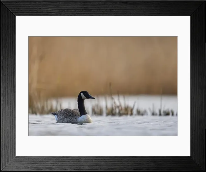 Framed Print : Canada Goose (Branta canadensis) swimming on a lake on the Somerset Levels in Somerset, United Kingdom Framed Print : Canada Goose (Branta canadensis) swimming on a lake on the Somerset Levels in Somerset, United Kingdom