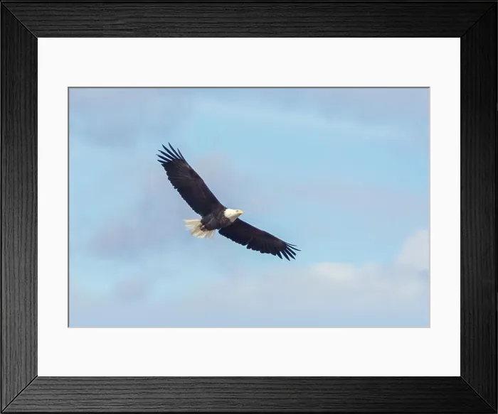 Framed Print : Bald Eagle in flight with blue sky and clouds in the background
