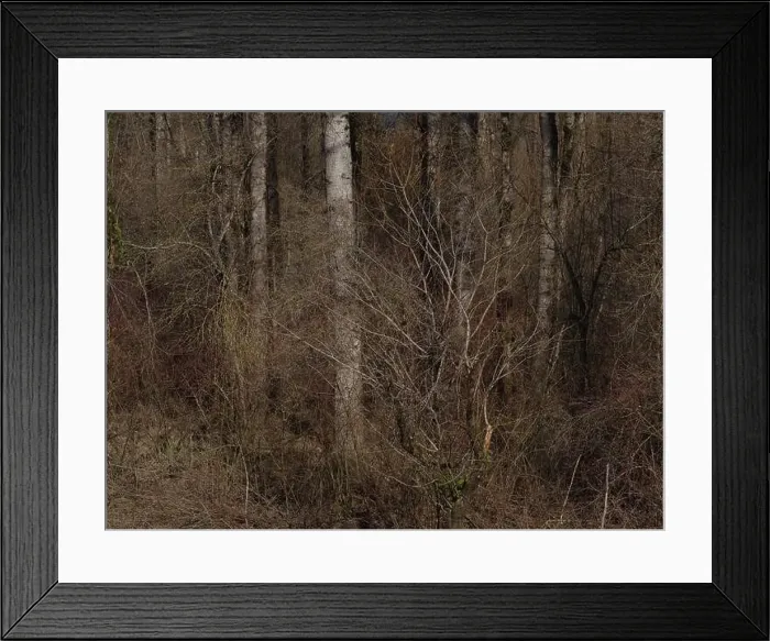 Framed Print : Spring Forest - Vedder River, Chilliwack, BC, Canada Framed Print : Spring Forest - Vedder River, Chilliwack, BC, Canada