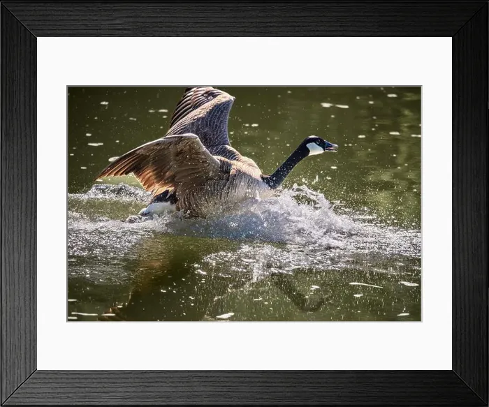 Framed Print : Splash Down Framed Print : Splash Down