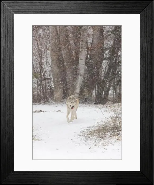 Framed Print : Grey wolf Canis lupus, adult walking at forest edge during snowfall, Montana, USA, March Framed Print : Grey wolf Canis lupus, adult walking at forest edge during snowfall, Montana, USA, March