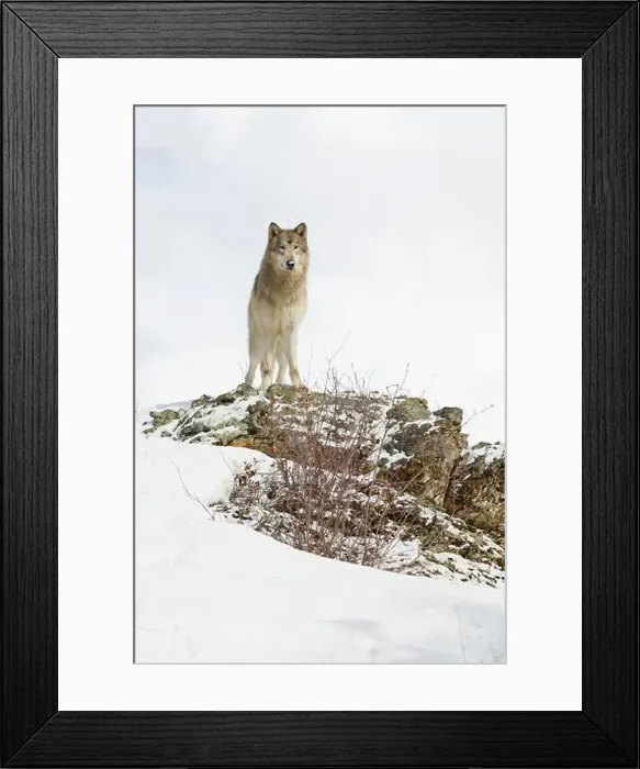Framed Print : Grey wolf Canis lupus, adult standing on snow covered ridge, Montana, USA, March Framed Print : Grey wolf Canis lupus, adult standing on snow covered ridge, Montana, USA, March