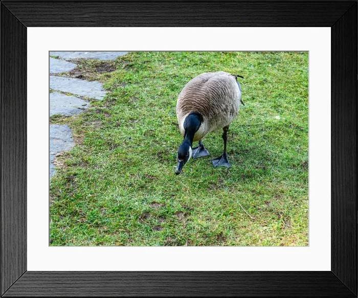 Framed Print : A detailed shot of a Canada Goose at Cranberry Lake in Deception Pass State Park in Washington State Framed Print : A detailed shot of a Canada Goose at Cranberry Lake in Deception Pass State Park in Washington State