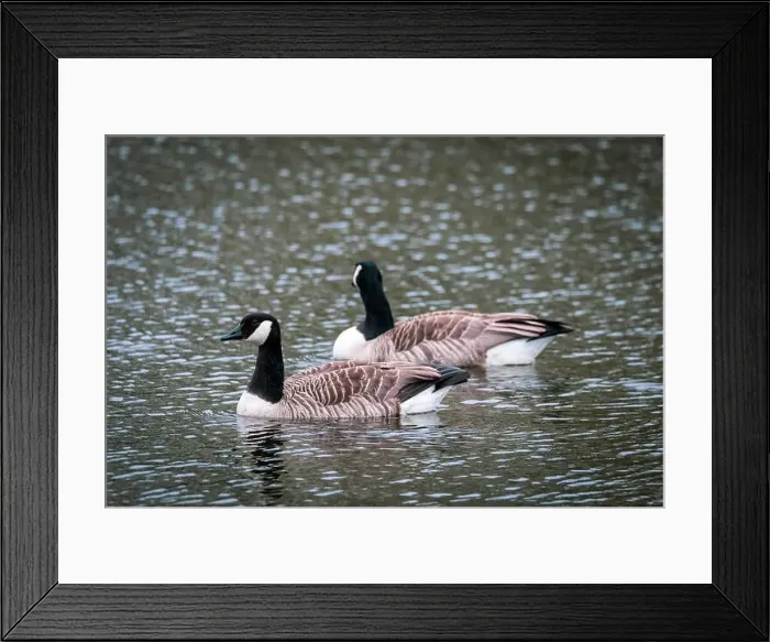 Framed Print : 2 Canada geese swimming on a lake Framed Print : 2 Canada geese swimming on a lake