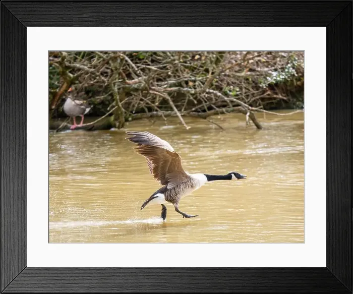 Framed Print : A Canada Goose Landing on a Lake Framed Print : A Canada Goose Landing on a Lake