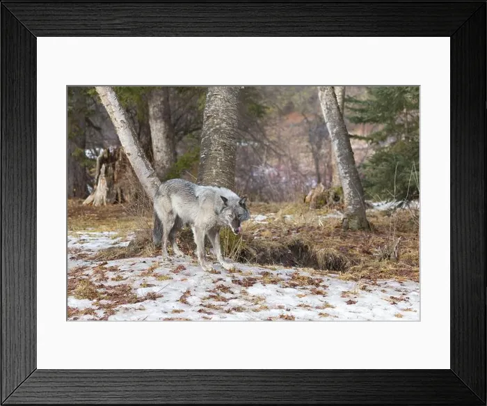 Framed Print : Grey wolf Canis lupus, adult standing at forest edge, Montana, USA, March Framed Print : Grey wolf Canis lupus, adult standing at forest edge, Montana, USA, March