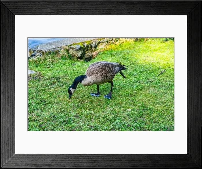 Framed Print : A detailed shot of a Canada Goose at Cranberry Lake in Deception Pass State Park in Washington State Framed Print : A detailed shot of a Canada Goose at Cranberry Lake in Deception Pass State Park in Washington State
