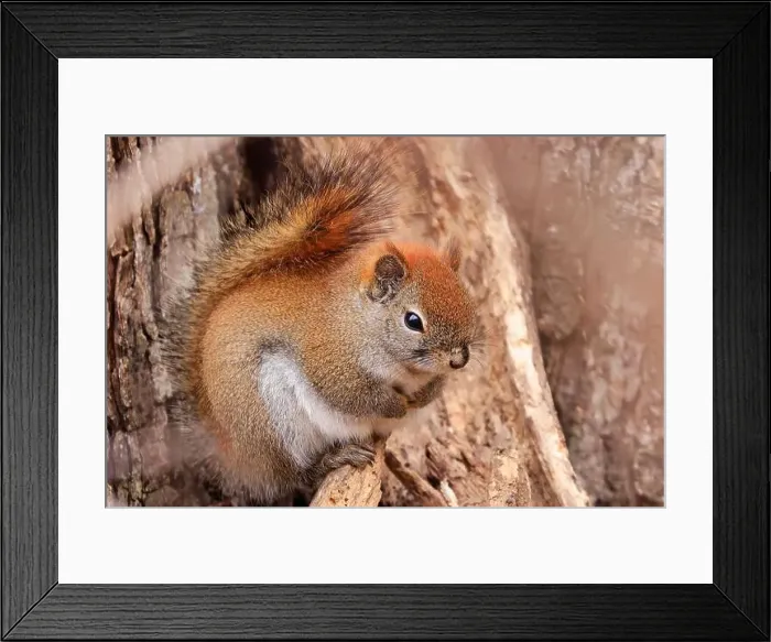 Framed Print : Perched red squirrel on the tree trunk, Quebec, Canada Framed Print : Perched red squirrel on the tree trunk, Quebec, Canada