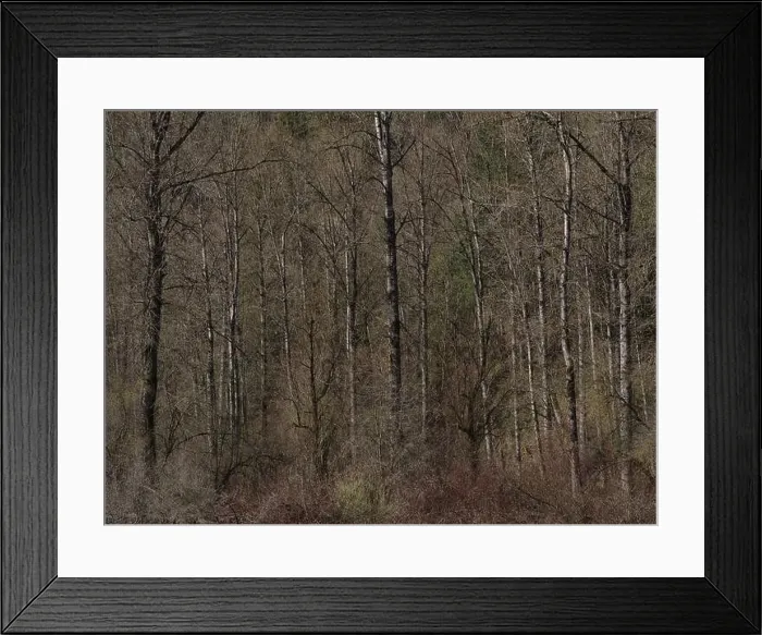 Framed Print : Spring Forest - Vedder River, Chilliwack, BC, Canada Framed Print : Spring Forest - Vedder River, Chilliwack, BC, Canada