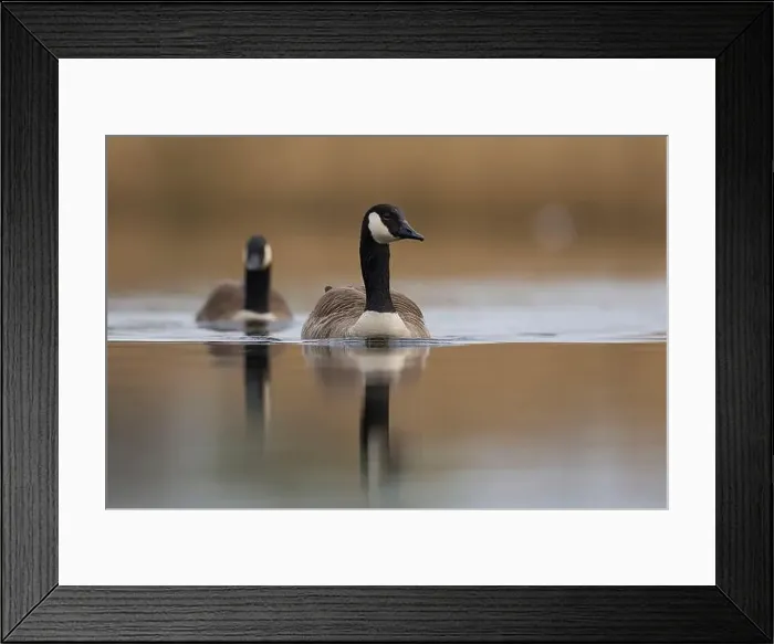 Framed Print : Canada Goose (Branta canadensis) swimming on a lake on the Somerset Levels in Somerset, United Kingdom Framed Print : Canada Goose (Branta canadensis) swimming on a lake on the Somerset Levels in Somerset, United Kingdom