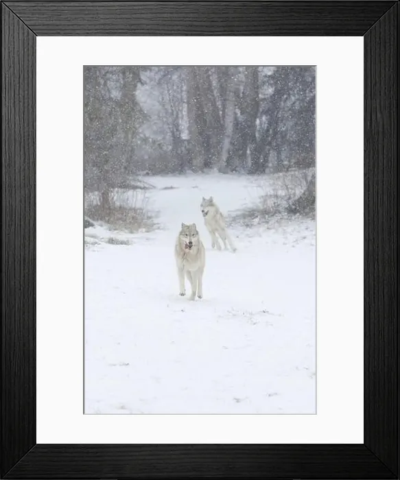 Framed Print : Grey wolf Canis lupus, 2 adults running at snow covered forest edge, Montana, USA, March Framed Print : Grey wolf Canis lupus, 2 adults running at snow covered forest edge, Montana, USA, March