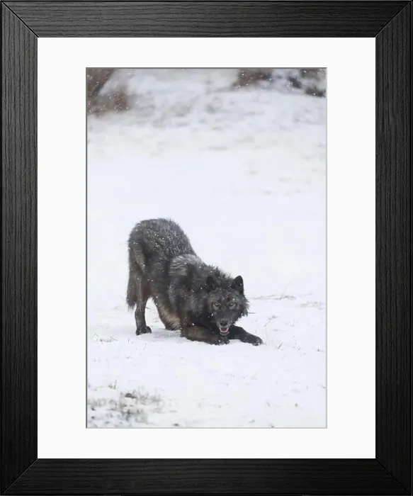 Framed Print : Grey wolf Canis lupus, adult standing on snow in playful pose, Montana, USA, March Framed Print : Grey wolf Canis lupus, adult standing on snow in playful pose, Montana, USA, March