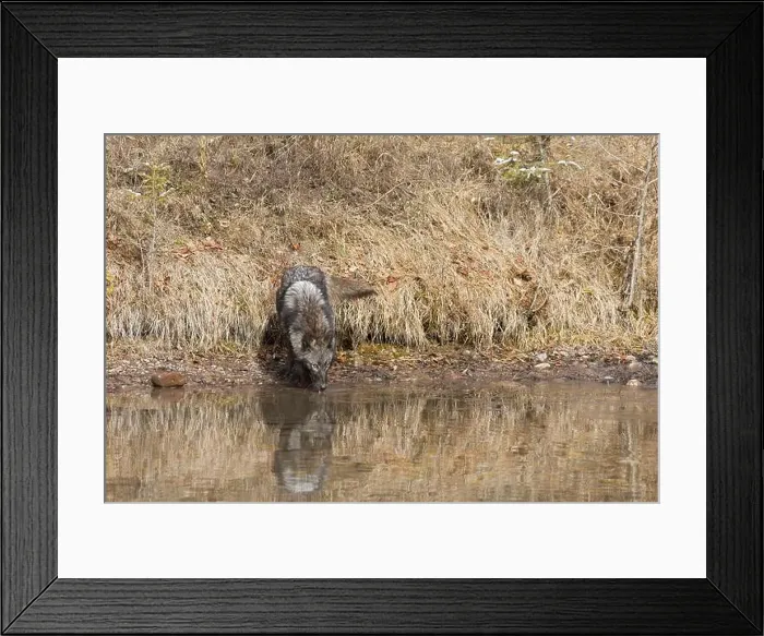 Framed Print : Grey wolf Canis lupus, adult standing at river edge, drinking, Montana, USA, March Framed Print : Grey wolf Canis lupus, adult standing at river edge, drinking, Montana, USA, March