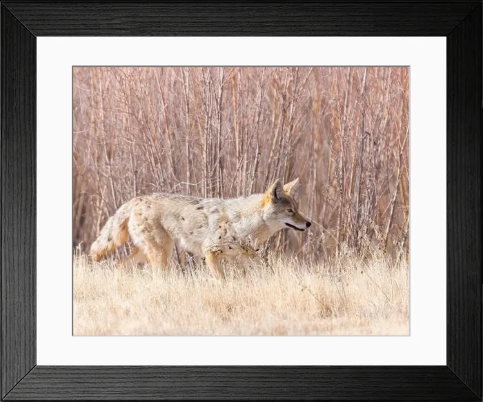Framed Print : A coyote looks for a meal on Bosque del Apache National Wildlife Refuge, New Mexico Framed Print : A coyote looks for a meal on Bosque del Apache National Wildlife Refuge, New Mexico
