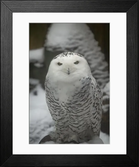Framed Print : The Snowy Owl, Bubo scandiacus is a large, white owl of the typical owl family Framed Print : The Snowy Owl, Bubo scandiacus is a large, white owl of the typical owl family