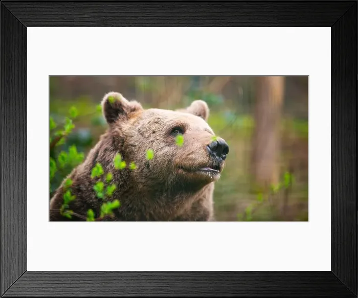 Framed Print : Brown bear in the forest, wildlife in the woodland, portrait of a grizzly, encounter with predator, animal in nature Framed Print : Brown bear in the forest, wildlife in the woodland, portrait of a grizzly, encounter with predator, animal in nature