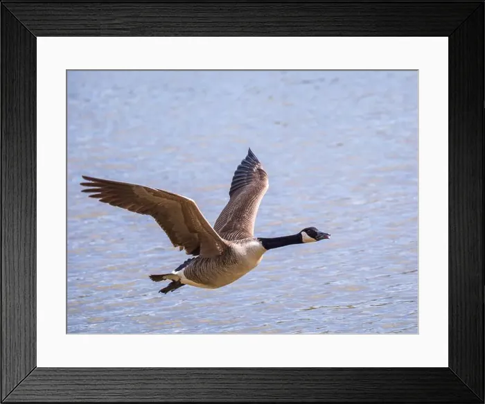 Framed Print : A Canada Goose in Flight Framed Print : A Canada Goose in Flight