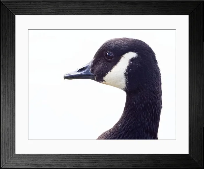 Framed Print : Close-Up of a Canada Goose. head isolated on white background ( Branta Canadensis ) Framed Print : Close-Up of a Canada Goose. head isolated on white background ( Branta Canadensis )