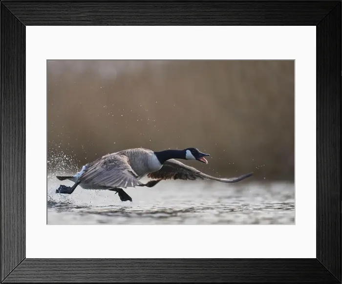 Framed Print : Canada Goose (Branta canadensis) taking off from a lake on the Somerset Levels in Somerset, United Kingdom Framed Print : Canada Goose (Branta canadensis) taking off from a lake on the Somerset Levels in Somerset, United Kingdom