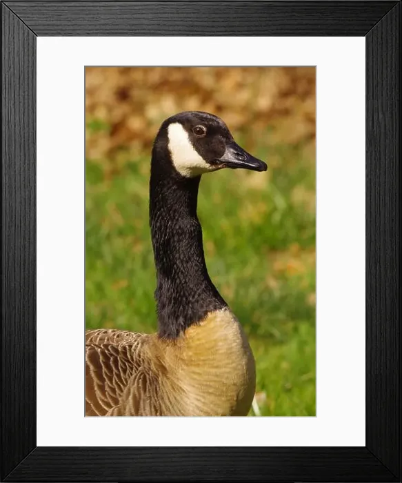 Framed Print : Canadian Goose near a lake at Gießen Town Framed Print : Canadian Goose near a lake at Gießen Town