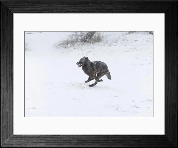 Framed Print : Grey wolf Canis lupus, adult running on snow, Montana, USA, March Framed Print : Grey wolf Canis lupus, adult running on snow, Montana, USA, March