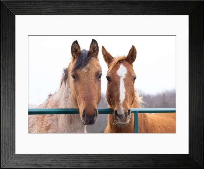 Framed Print : Two brown horses standing in a meadow on Wolfe Island, Ontario, Canada Framed Print : Two brown horses standing in a meadow on Wolfe Island, Ontario, Canada