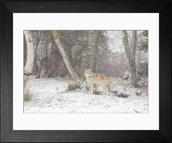 Framed Print : Grey wolf Canis lupus, adult standing at forest edge during snowfall, Montana, USA, March Framed Print : Grey wolf Canis lupus, adult standing at forest edge during snowfall, Montana, USA, March
