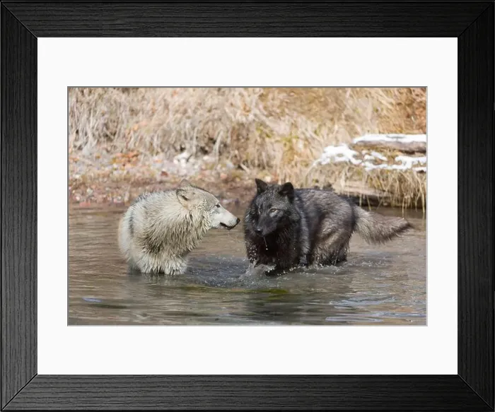 Framed Print : Grey wolf Canis lupus, 2 adults standing in river, Montana, USA, March Framed Print : Grey wolf Canis lupus, 2 adults standing in river, Montana, USA, March