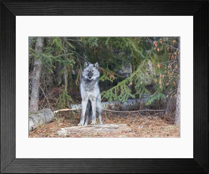 Framed Print : Grey wolf Canis lupus, adult standing at forest edge, Montana, USA, March Framed Print : Grey wolf Canis lupus, adult standing at forest edge, Montana, USA, March