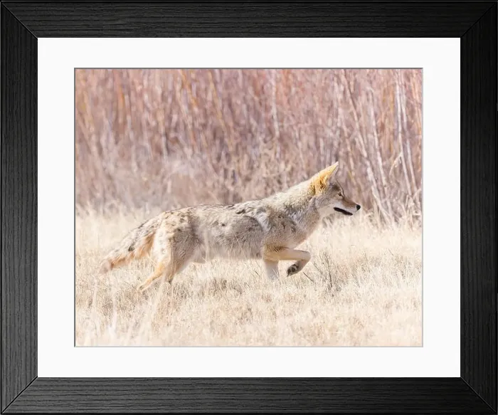 Framed Print : A coyote looks for a meal on Bosque del Apache National Wildlife Refuge, New Mexico Framed Print : A coyote looks for a meal on Bosque del Apache National Wildlife Refuge, New Mexico