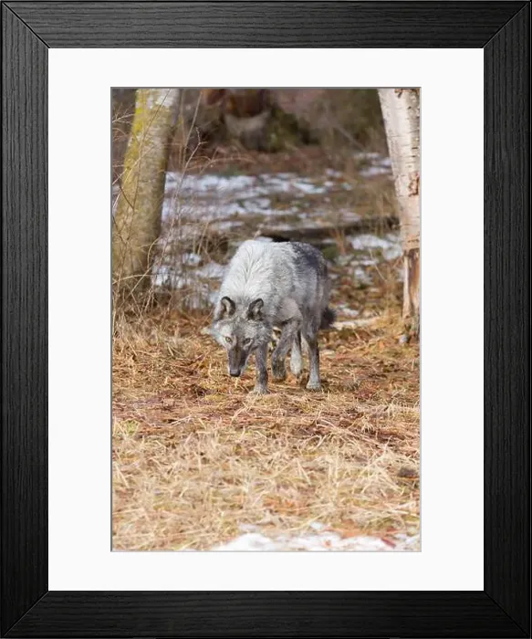 Framed Print : Grey wolf Canis lupus, adult walking at forest edge, Montana, USA, March Framed Print : Grey wolf Canis lupus, adult walking at forest edge, Montana, USA, March