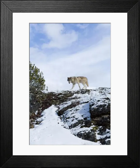 Framed Print : Grey wolf Canis lupus, adult walking on snow covered ridge, Montana, USA, March Framed Print : Grey wolf Canis lupus, adult walking on snow covered ridge, Montana, USA, March