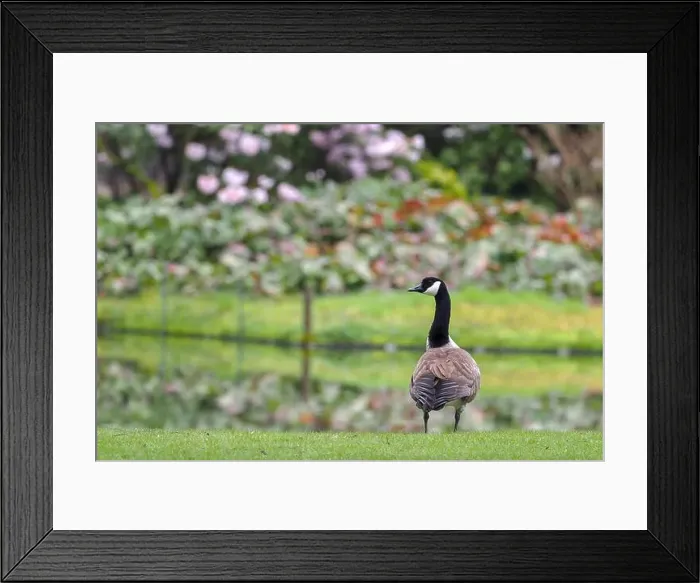 Framed Print : A Canada goose (Branta canadensis) stands in a meadow with a garden in the background, Hesse, Germany Framed Print : A Canada goose (Branta canadensis) stands in a meadow with a garden in the background, Hesse, Germany