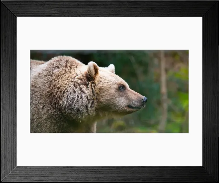 Framed Print : Brown bear in the forest, wildlife in the woodland, portrait of a grizzly, encounter with predator, animal in nature Framed Print : Brown bear in the forest, wildlife in the woodland, portrait of a grizzly, encounter with predator, animal in nature