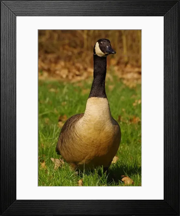 Framed Print : Canadian Goose near a lake at Gießen Town Framed Print : Canadian Goose near a lake at Gießen Town
