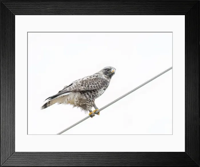 Framed Print : Rough-legged hawk isolated on white background perched on a wire in winter in Canada