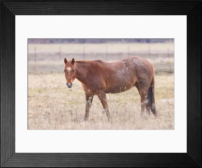 Framed Print : Brown horse standing in a meadow on Wolfe Island, Ontario, Canada