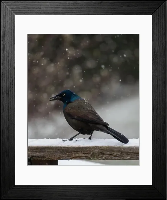 Framed Print : Common grackle bird standing on railing on a snowy day Framed Print : Common grackle bird standing on railing on a snowy day