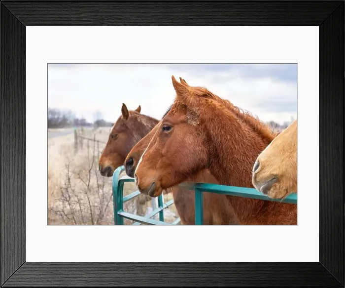 Framed Print : 4 horses standing by a gate in a meadow on Wolfe Island, Ontario, Canada Framed Print : 4 horses standing by a gate in a meadow on Wolfe Island, Ontario, Canada